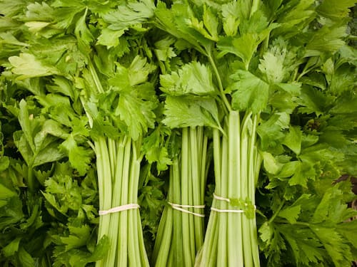 کرفس رژیمی با فیبر بالا مناسب سلامت گوارش